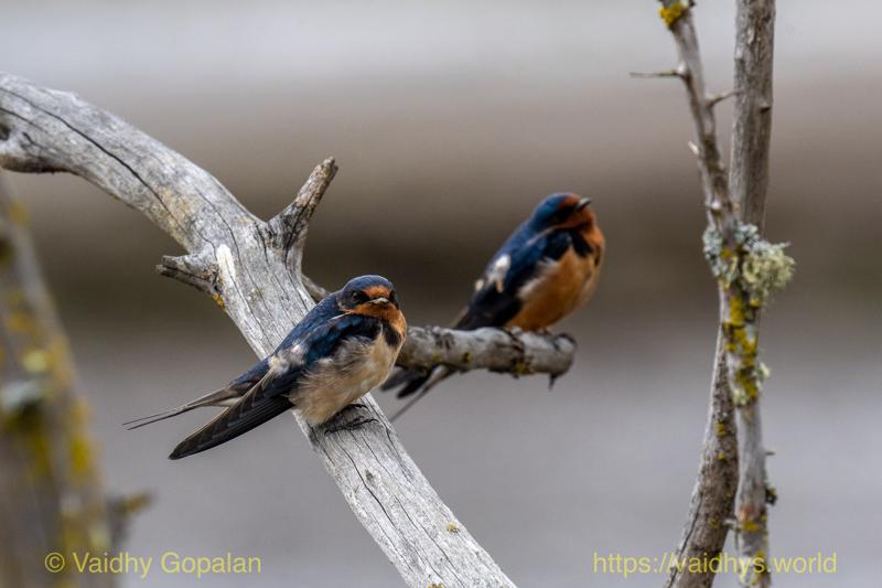Barn Swallow, nisqually wildlife refugee