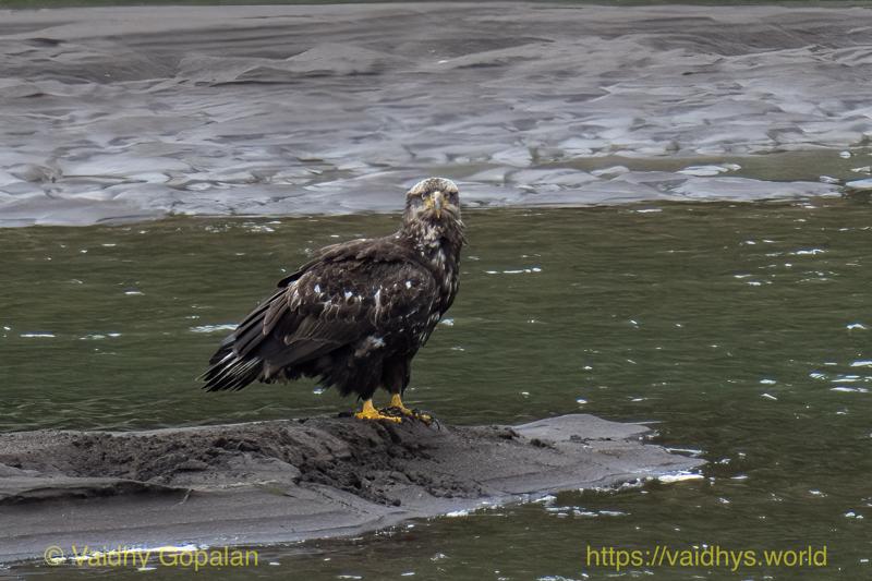 Juvenile Bald headed Eagle, nisqually wildlife refugee