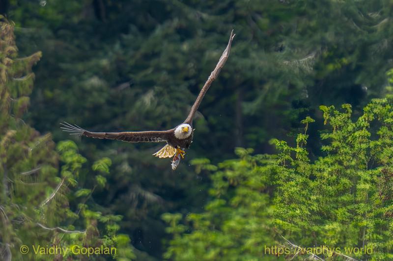 Bald-headed eagle, nisqually wildlife refugee