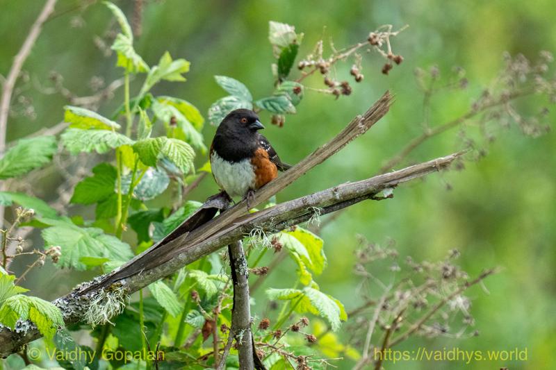 Spotted Towhee, nisqually wildlife refugee