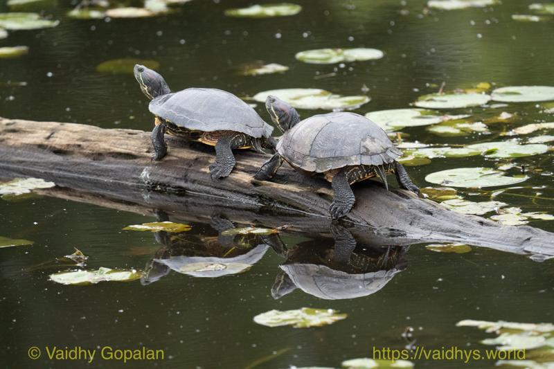 Juanita Bay Park, Terrapin