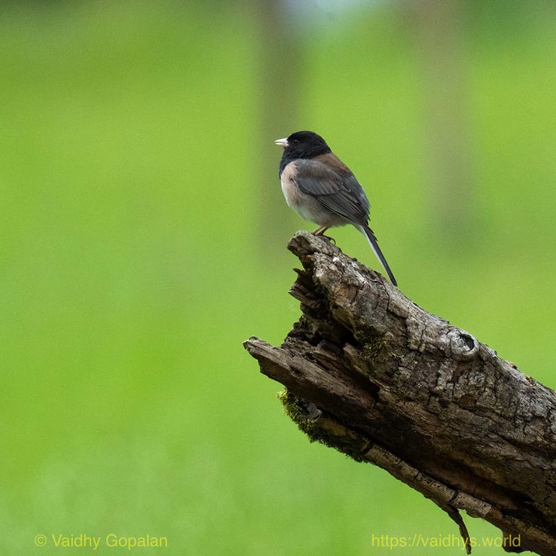 Dark-eyed Junco, Juanita Bay Park