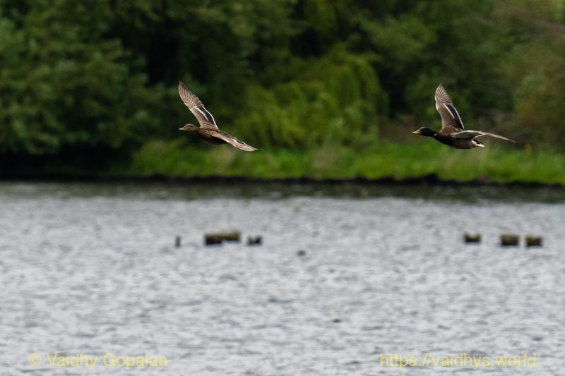 Juanita Bay Park, Mallard
