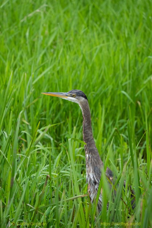 Great Blue Heron, Juanita Bay Park