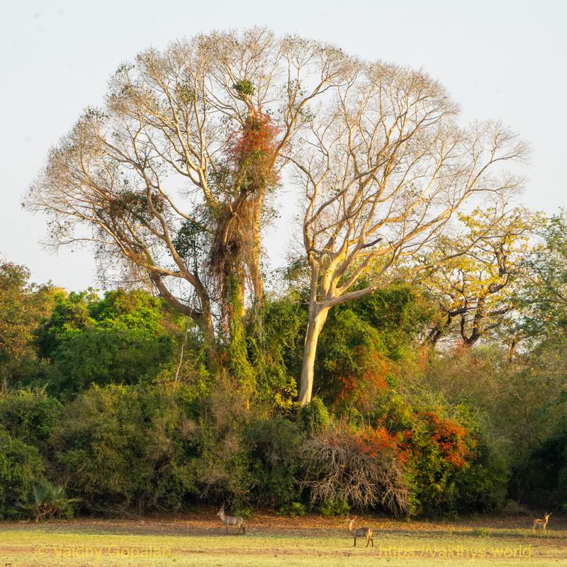 Gorongosa