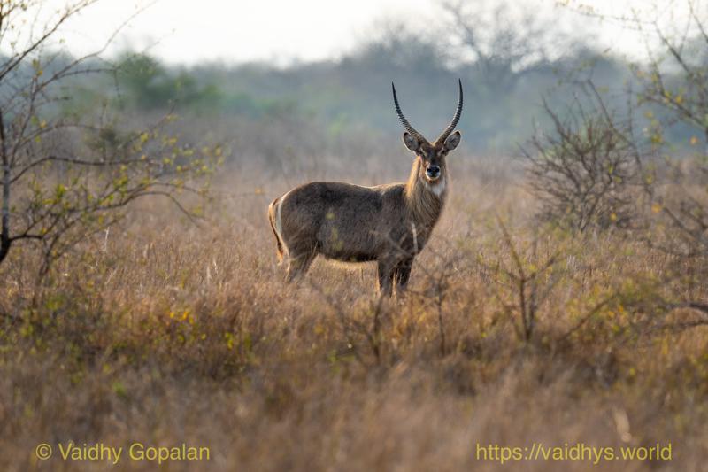 Waterbuck