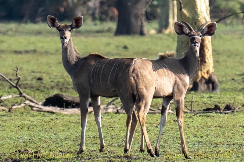 Greater Kudu