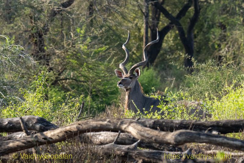 Greater Kudu