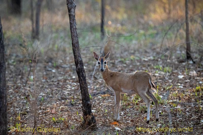 Grey Duiker