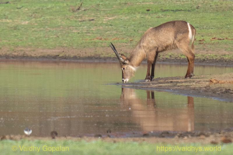 Waterbuck