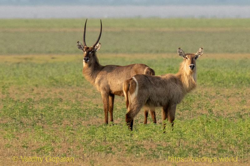 Waterbuck