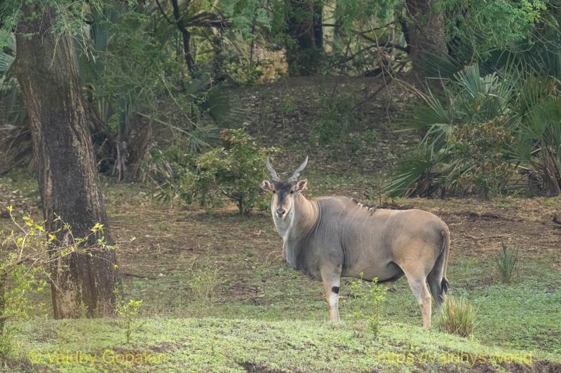 Eland