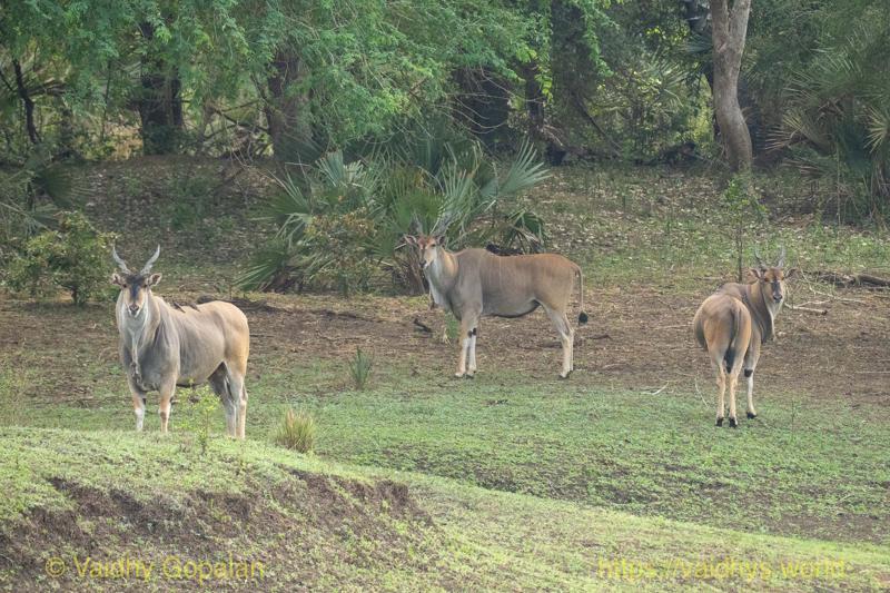 Eland