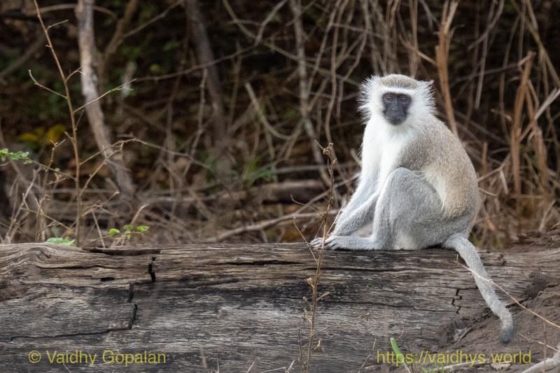 Vervet Monkey