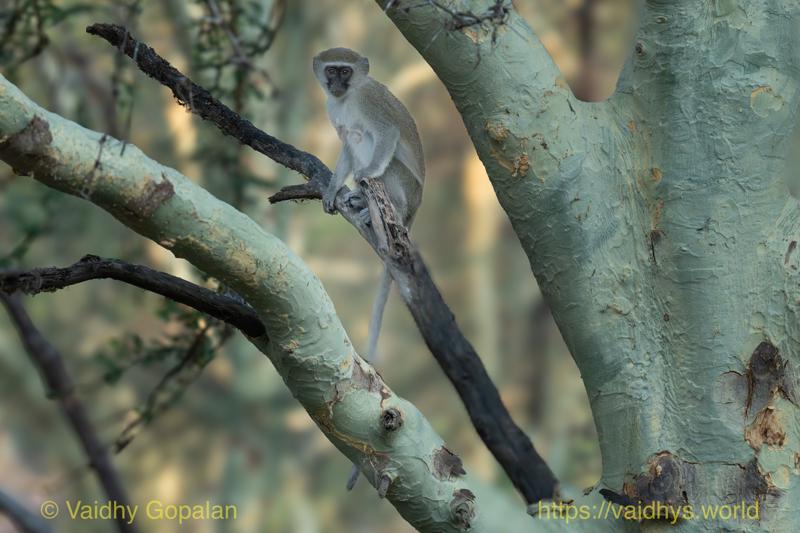 Vervet Monkey