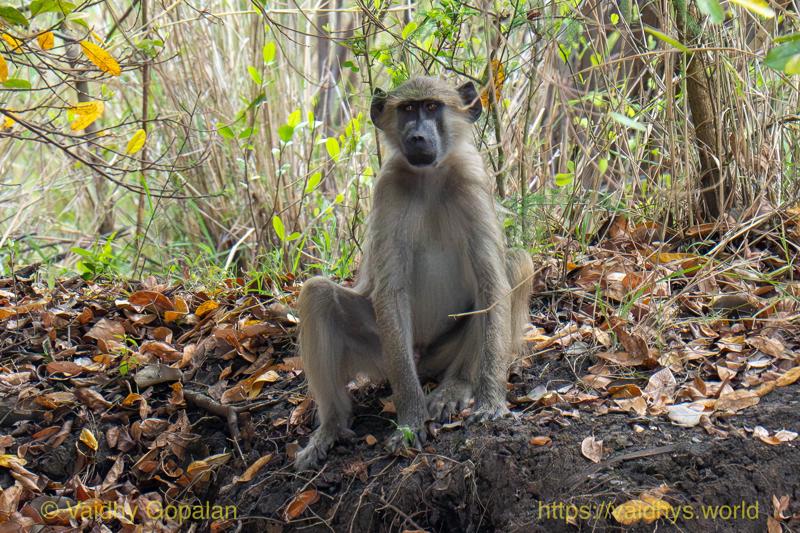 Olive Baboon