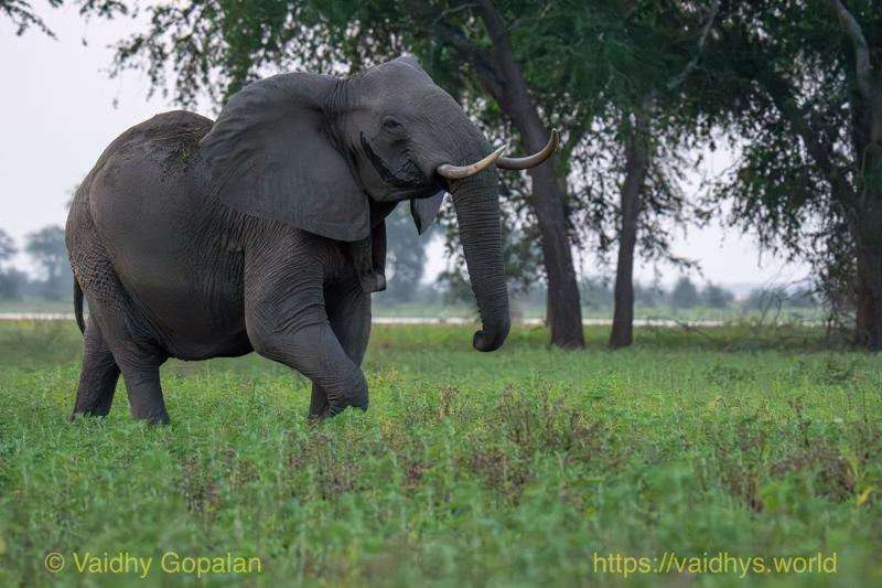 African Elephant