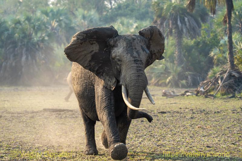 African Elephant