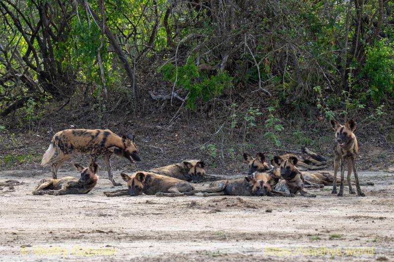 Gorongosa, Painted Wolf