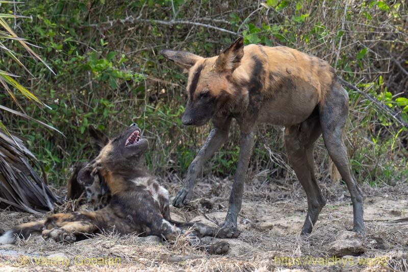 Gorongosa, Painted Wolf