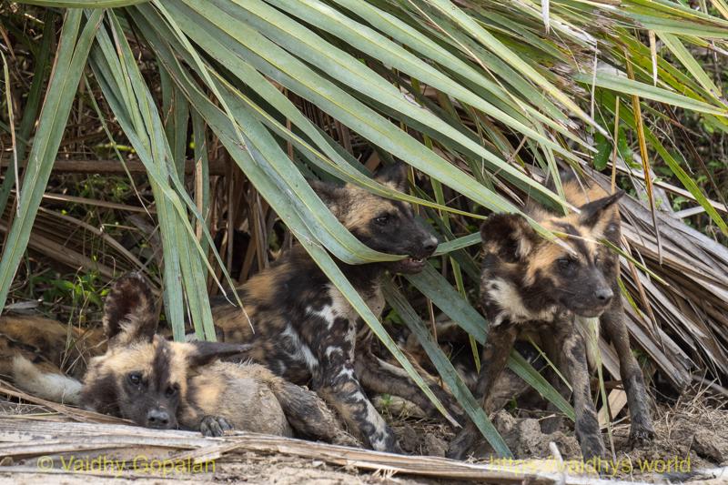 Gorongosa, Painted Wolf