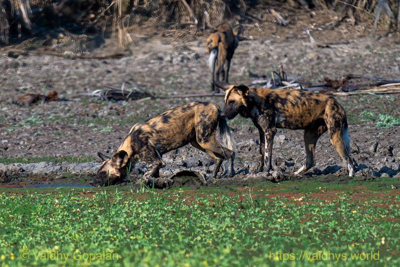 Gorongosa, Painted Wolf