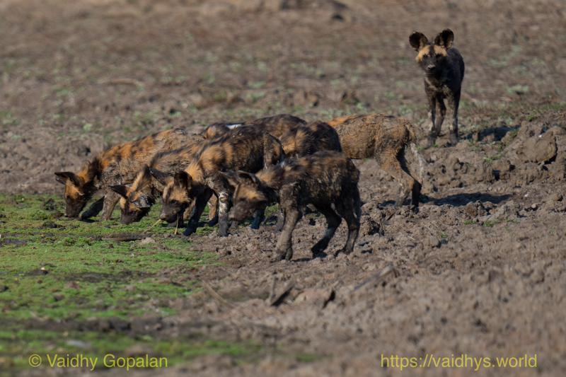 Gorongosa, Painted Wolf
