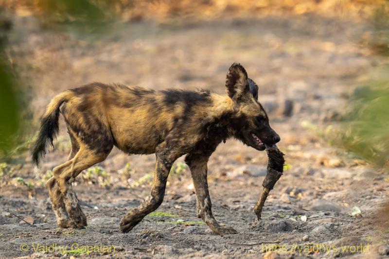 Gorongosa, Painted Wolf