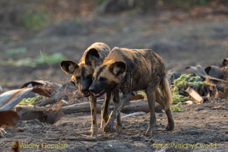 Gorongosa, Painted Wolf