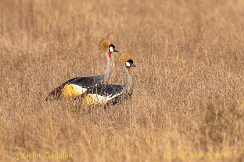 Gray Crowned-Crane