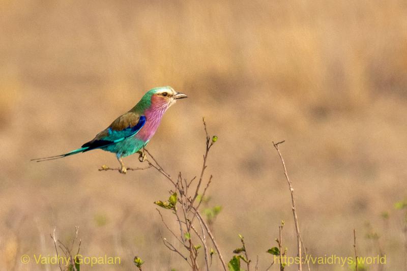 Lilac-breasted Roller