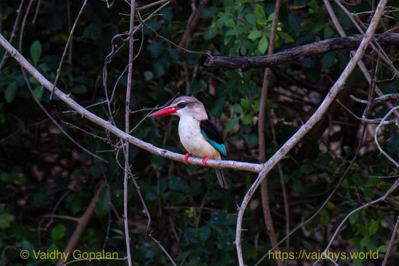 Brown-hooded Kingfisher