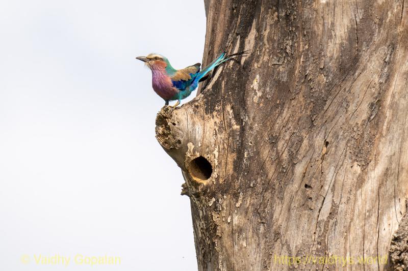 Lilac-breasted Roller