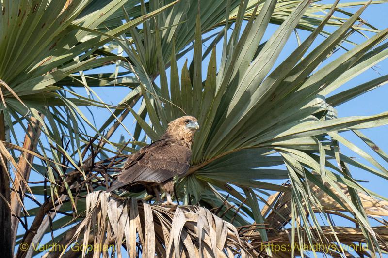Bateleur (Juv)