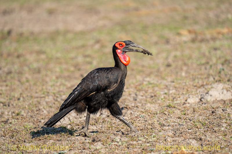 Southern Ground Hornbill