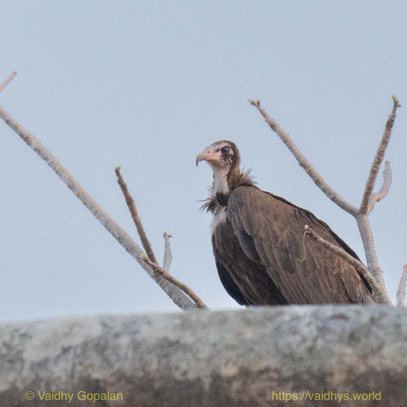 Hooded Vulture