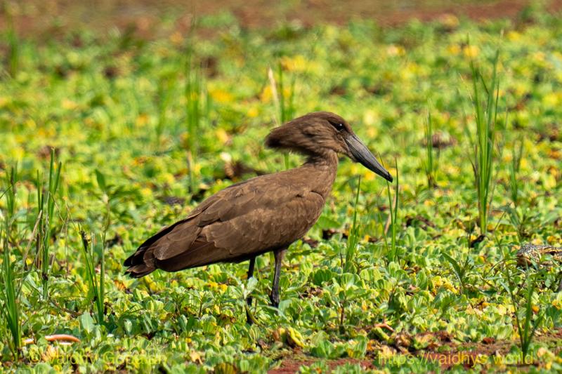 Hamerkop