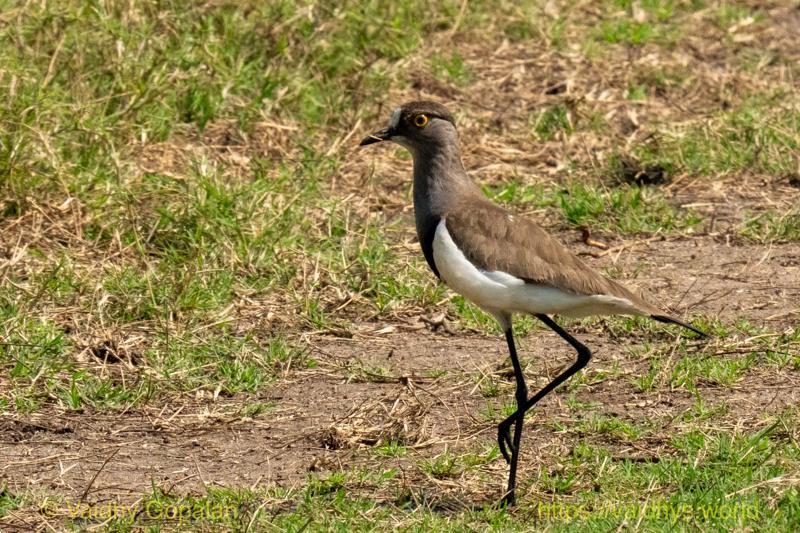 Sengal Lapwing