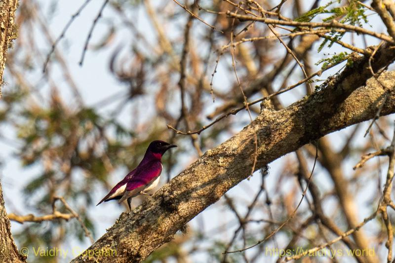 Violet-backed Starling