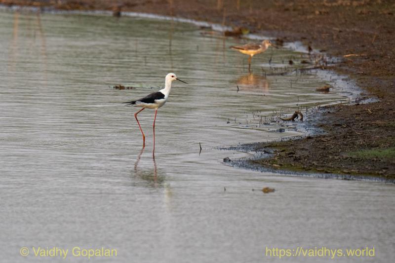 Black-winged Stilt
