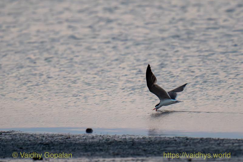 African Skimmer
