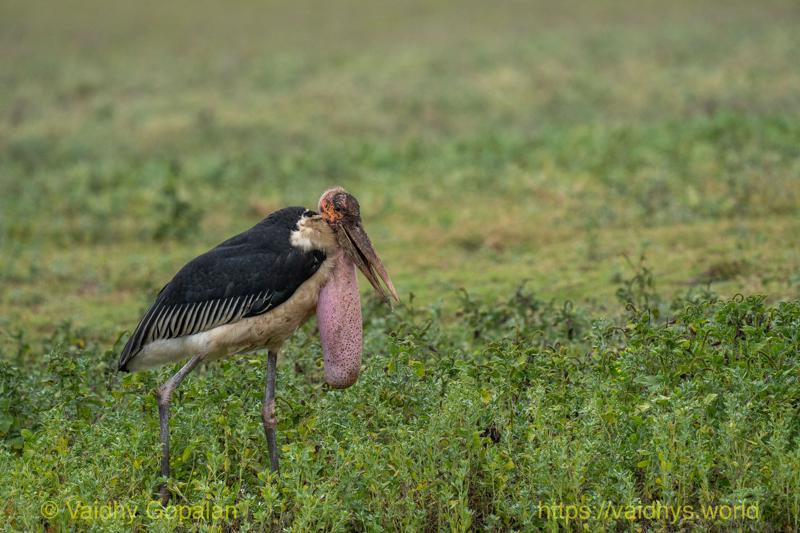 Marabou Stork