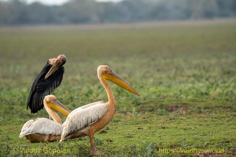 Great White Pelican, Marabou Stork