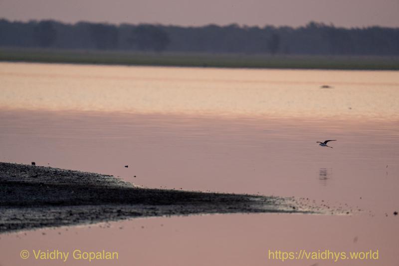 African Skimmer