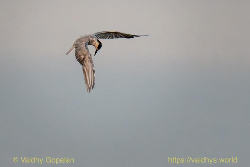 Whiskered Tern