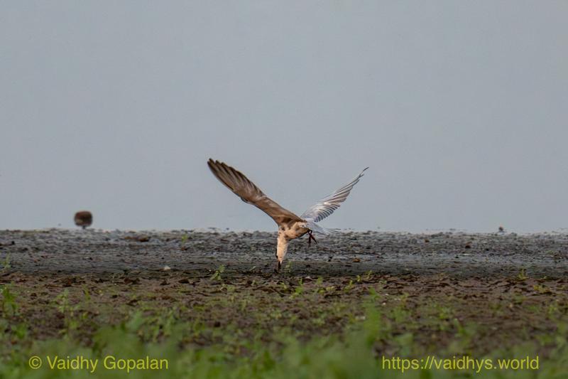 Whiskered Tern