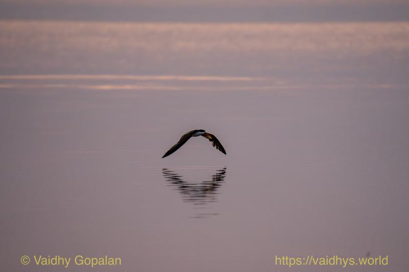 African Skimmer