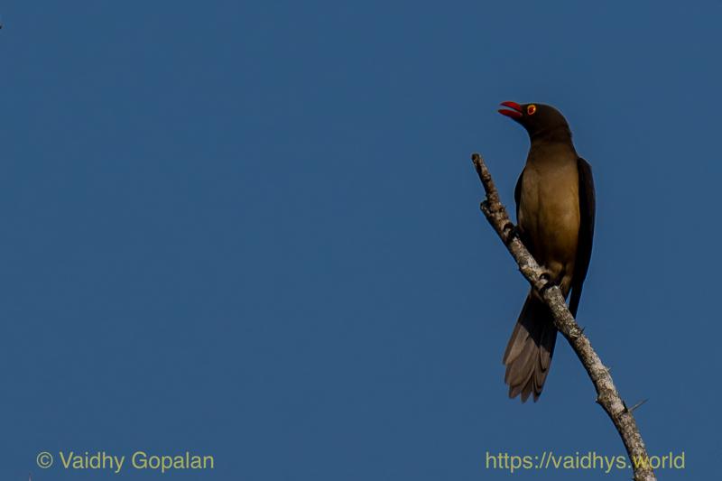 Red-billed Oxpecker