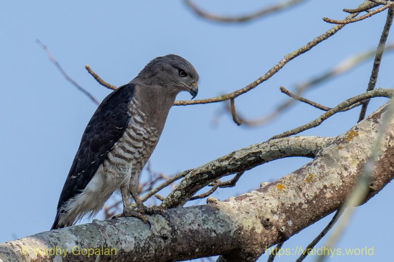 African Harrier-Hawk