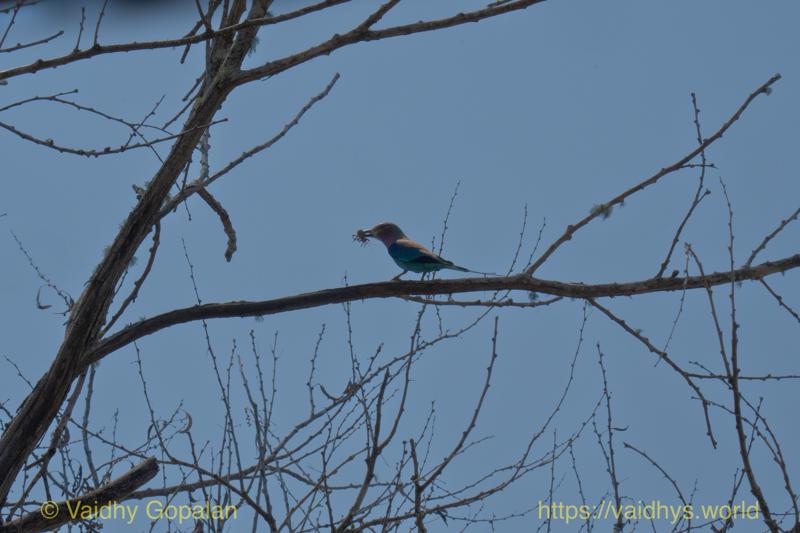 Lilac-breasted Roller